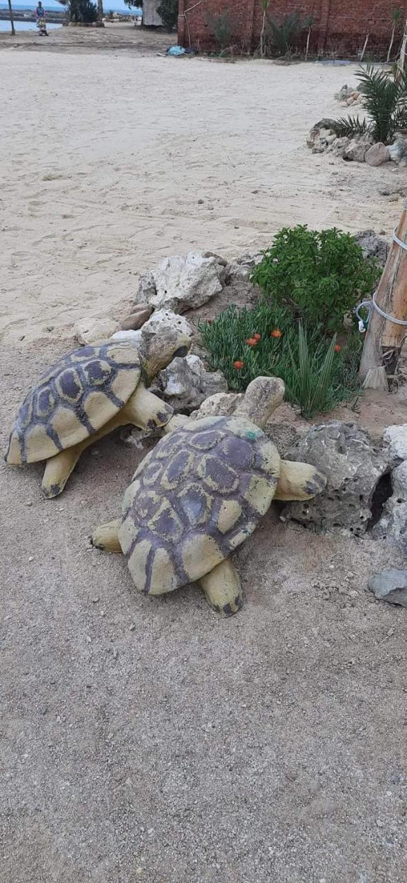 Turtles Hurghada